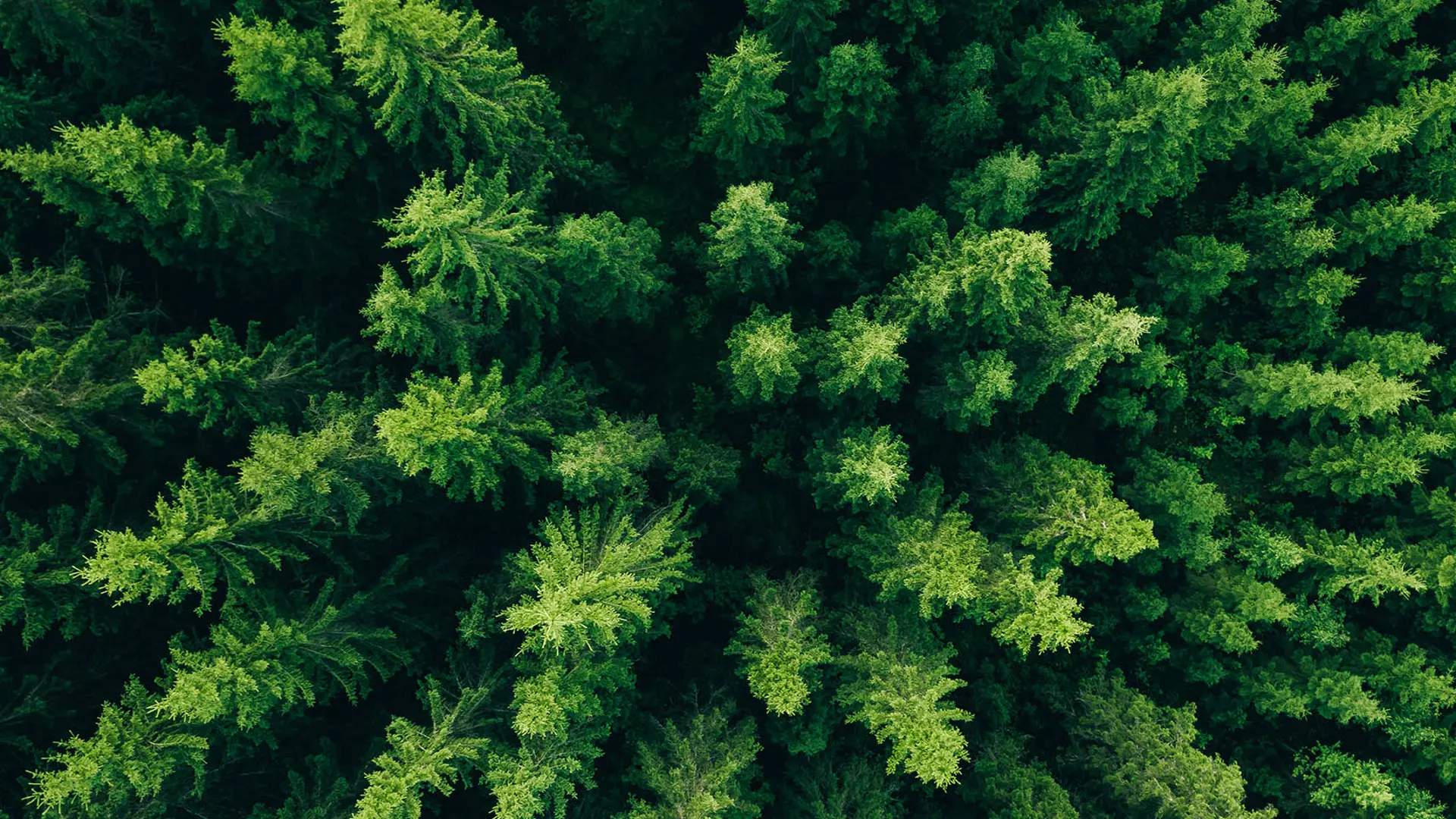 En granskog uppifrån. Foto: Shutterstock